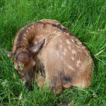 Baby elk calf